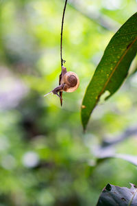 Close-up of snail on plant