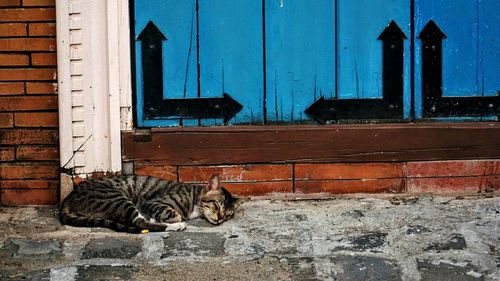 High angle view of stray tabby sleeping by building