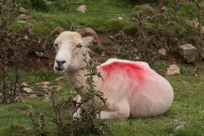 Portrait of sheep on field