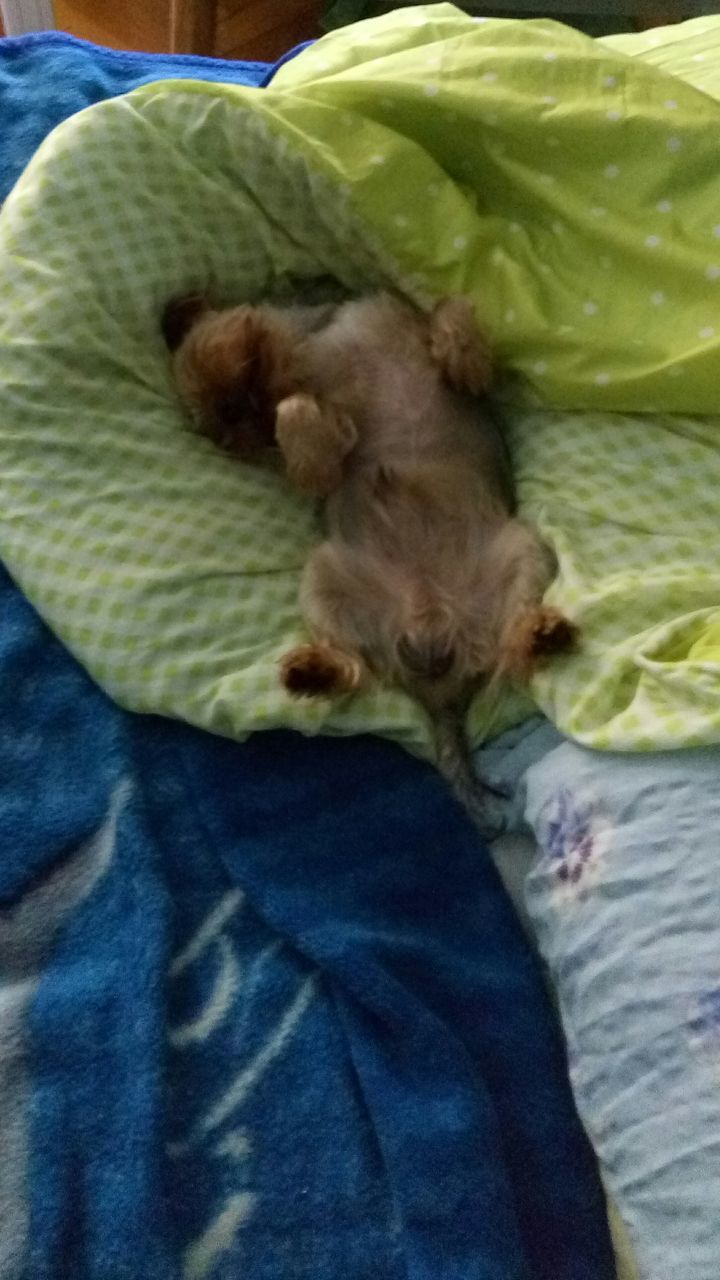 HIGH ANGLE VIEW OF DOG SLEEPING ON BED