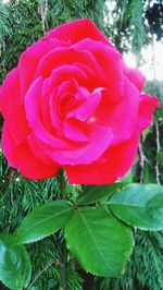 Close-up of red rose blooming outdoors