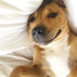 Close-up of dog on bed at home