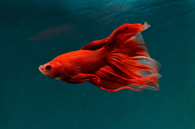 Close-up of fish swimming in sea