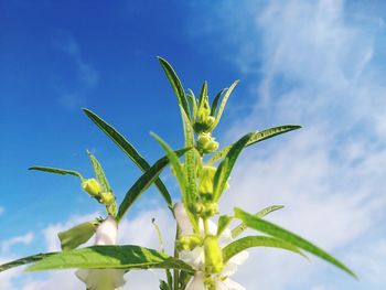 Close-up of plant against blue sky