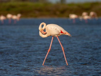 Greater flamingo in camargue