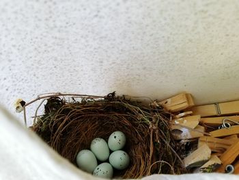 High angle view of eggs in birds nest