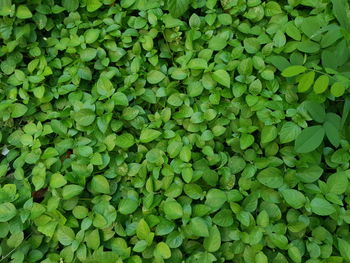 Full frame shot of green leaves