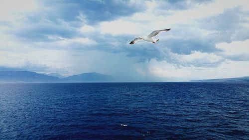 Seagull flying over sea against sky