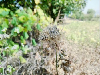 Close-up of thistle