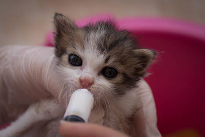 Close-up portrait of kitten feeding at home