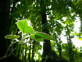 Low angle view of leaves on tree in forest