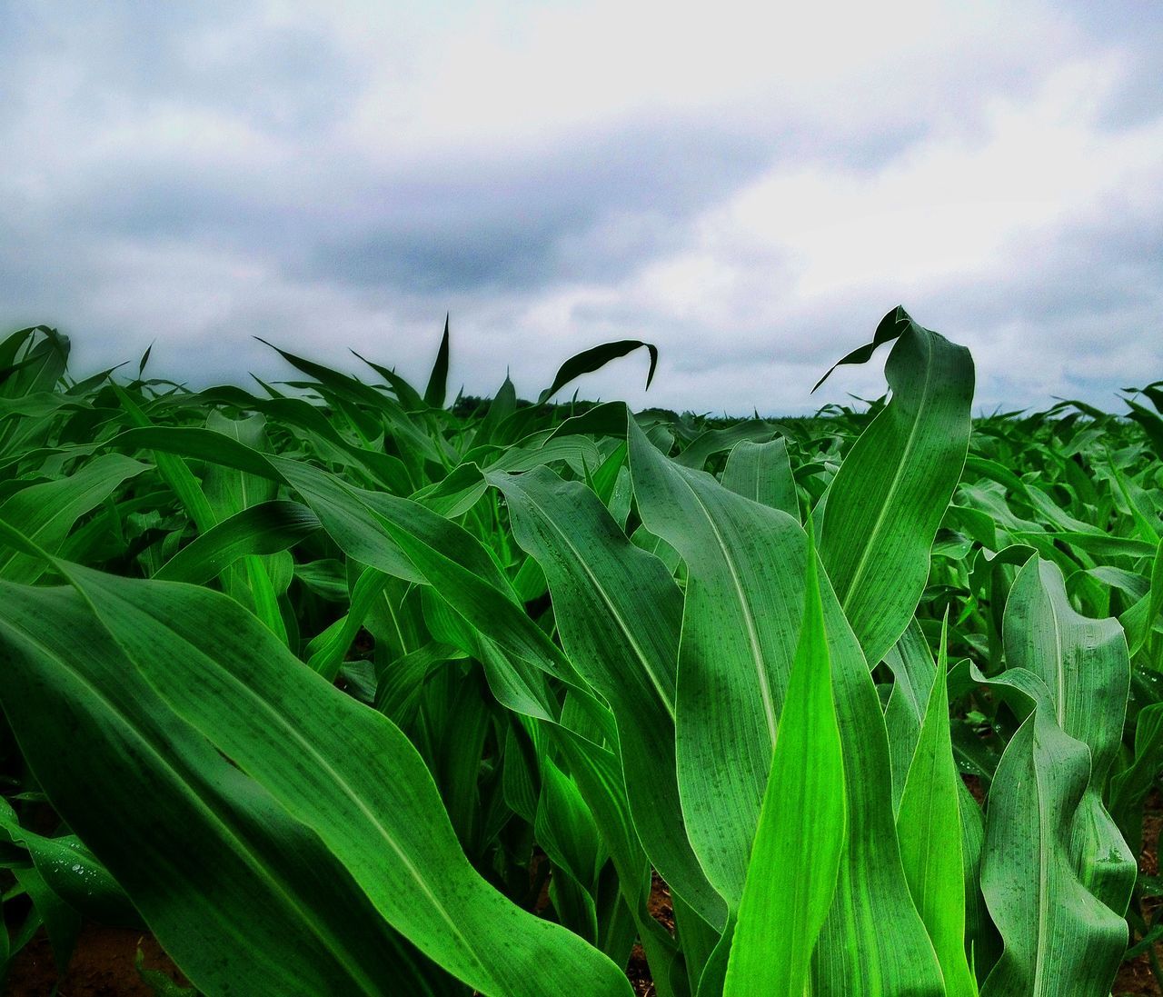 green color, leaf, sky, growth, cloud - sky, plant, nature, agriculture, cloudy, field, beauty in nature, tranquility, green, farm, day, rural scene, no people, weather, close-up, outdoors