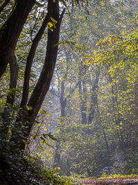 Trees growing in forest during autumn