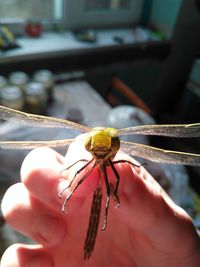 Close-up of insect on hand