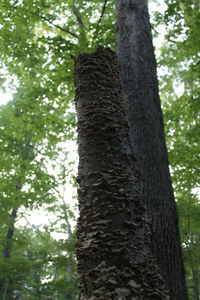 Low angle view of trees in forest