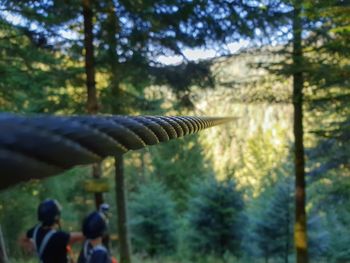 Rear view of people in forest