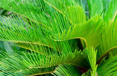 Close-up of green leaves