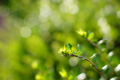 Close-up of plant