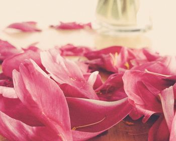 Close-up of pink rose