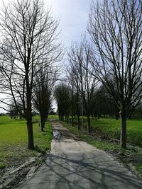 Trees in park against sky