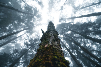 Low angle view of trees against sky