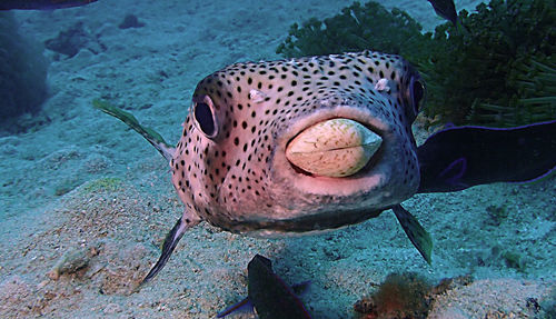 Close-up of peacock in sea