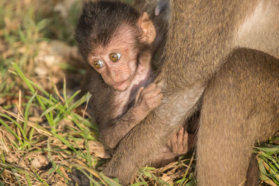 Close-up of infant monkey