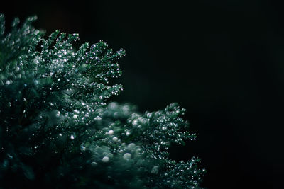 Close-up of raindrops on plant