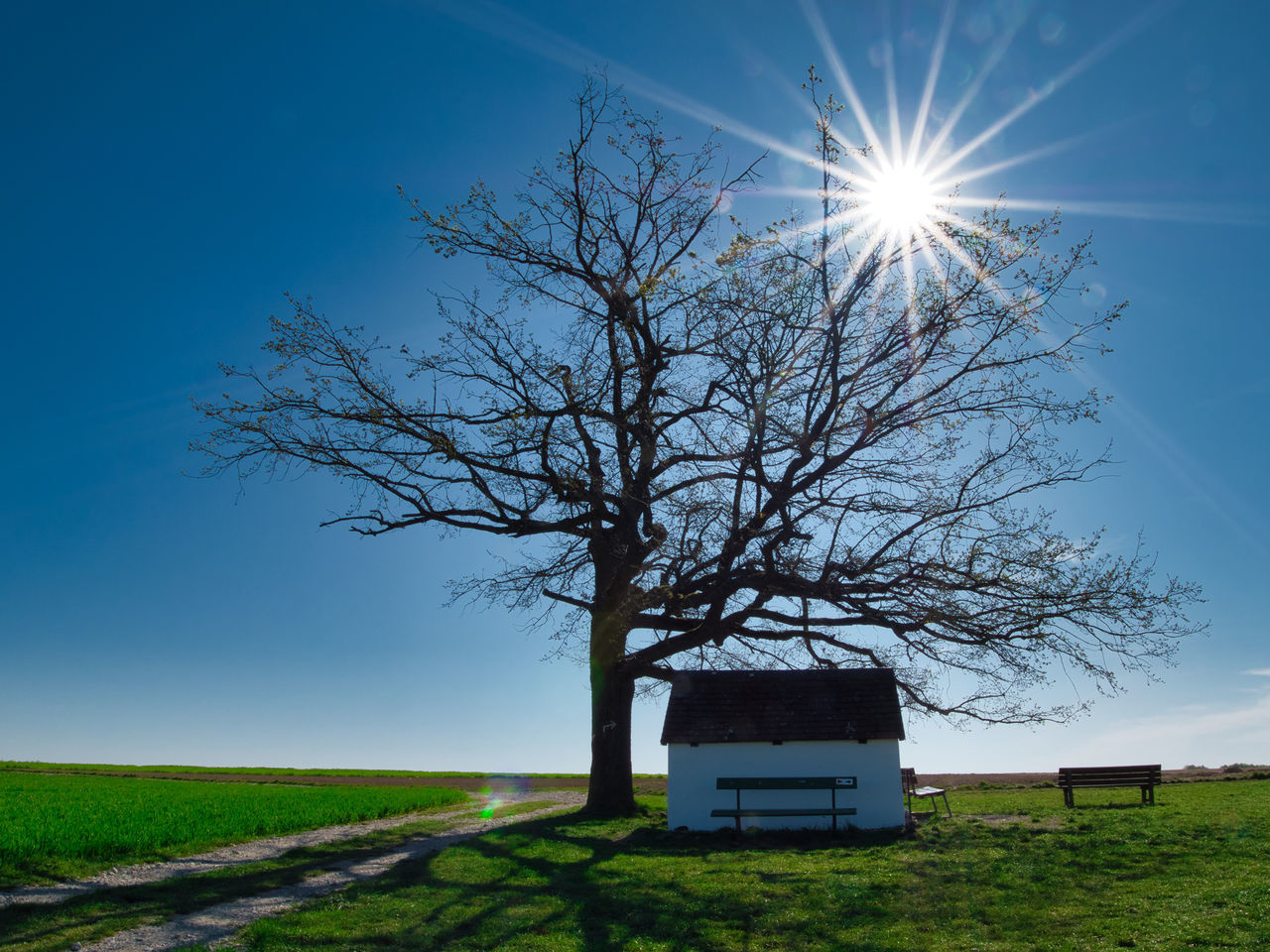 TREE ON FIELD AGAINST SKY