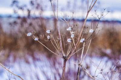 Close-up of purple flowers on field