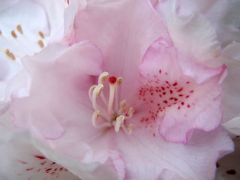 Full frame shot of pink flower