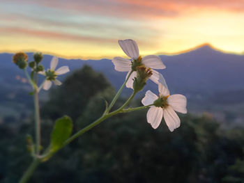 Close-up of white flowering plant against sky