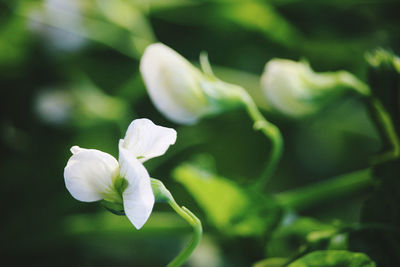 Close-up of white flowering plant