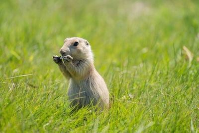 View of an animal on grass