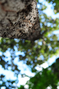 Low angle view of a tree