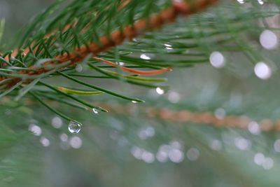 Close-up of raindrops on pine tree