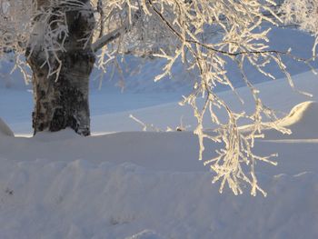 Close-up of frozen tree during winter