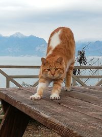 Cat looking away while standing on railing