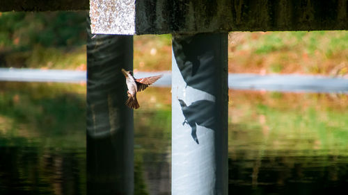 Reflection of man on tree trunk in lake