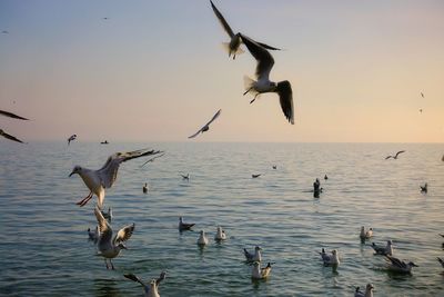 Seagulls flying over sea