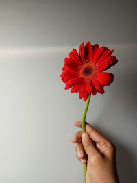 Close-up of hand holding red flower