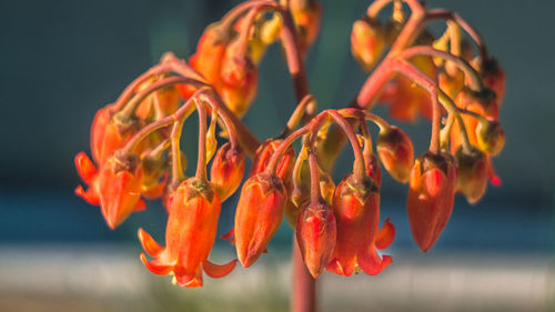 Close-up of orange flowering plant