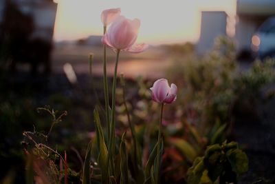 Close-up of pink flowers