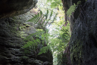 Low angle view of trees in forest