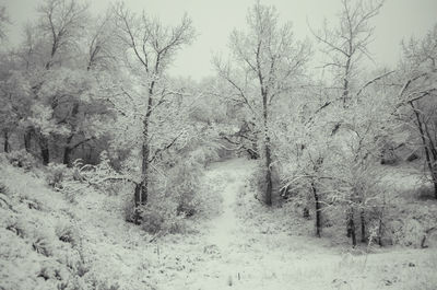 Snow covered trees in forest