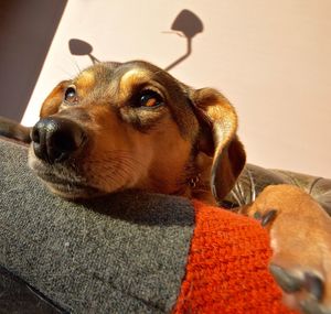 Close-up of dog looking up at home