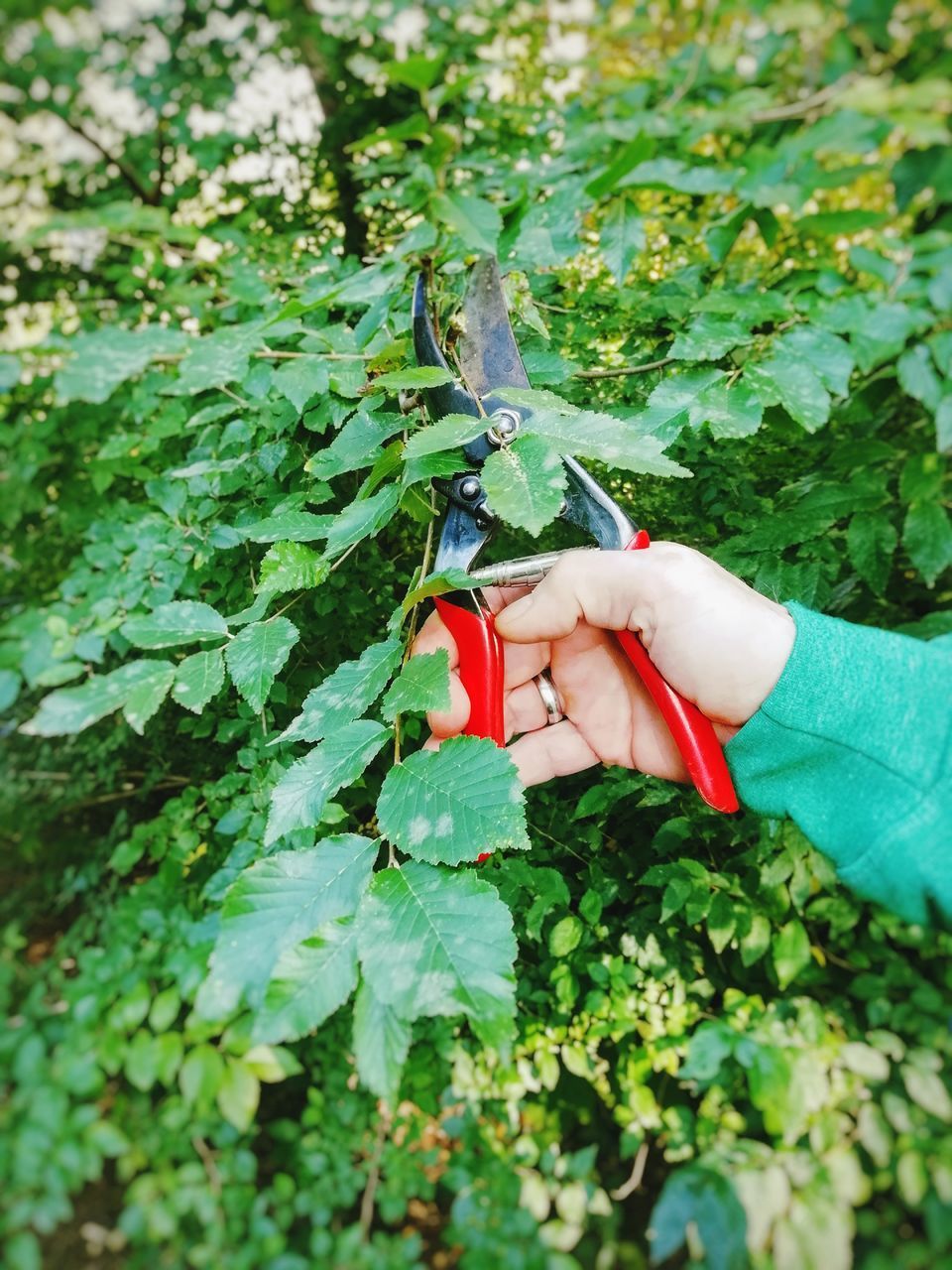 WOMAN HOLDING PLANT