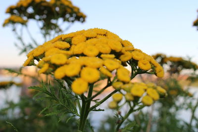 Close-up of yellow flowers