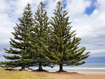 Close-up of pine tree on field against sky