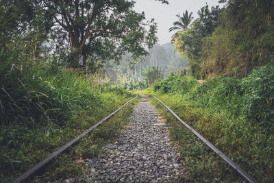 Footpath amidst trees